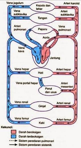 Detail Gambar Skema Peredaran Darah Manusia Nomer 4