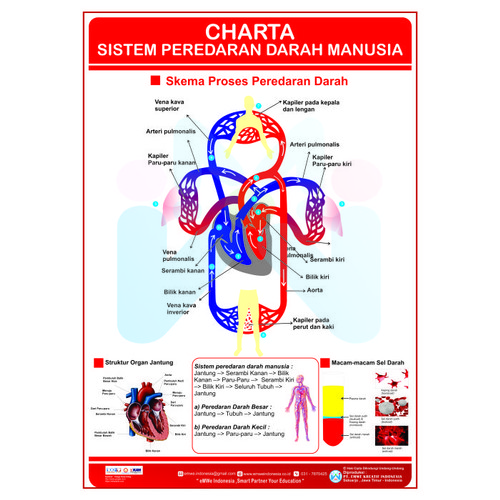 Detail Gambar Skema Peredaran Darah Manusia Nomer 38