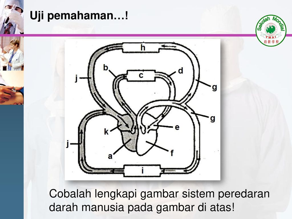 Detail Gambar Skema Peredaran Darah Manusia Nomer 40