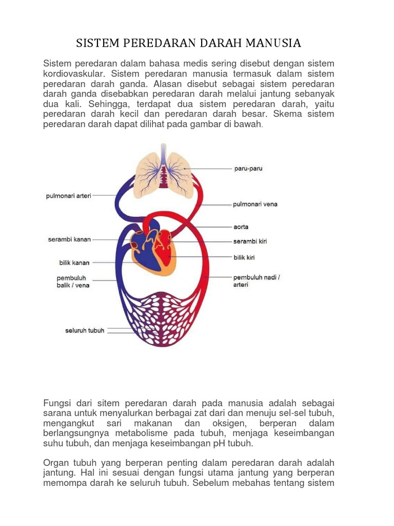 Detail Gambar Skema Peredaran Darah Manusia Nomer 42