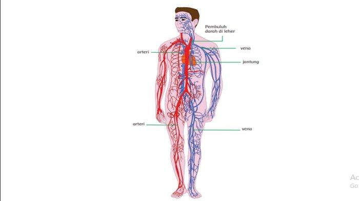 Detail Gambar Skema Peredaran Darah Manusia Nomer 44