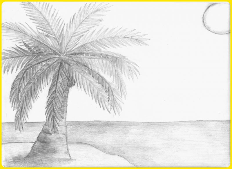 Detail Gambar Sketsa Animasi Pohon Kelapa Nomer 19