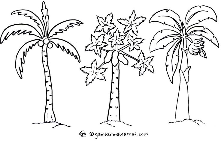 Detail Gambar Sketsa Animasi Pohon Kelapa Nomer 33