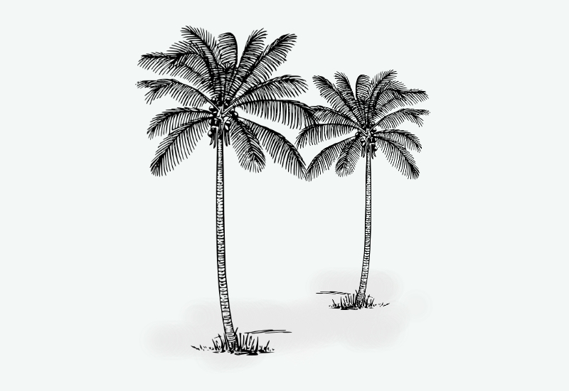 Detail Gambar Sketsa Animasi Pohon Kelapa Nomer 5
