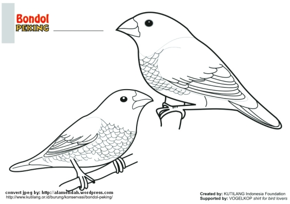 Detail Gambar Sketsa Burung Untuk Mewarna Nomer 35