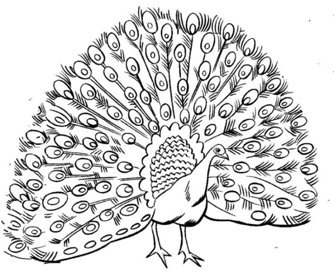 Detail Gambar Sketsa Burung Untuk Mewarna Nomer 39