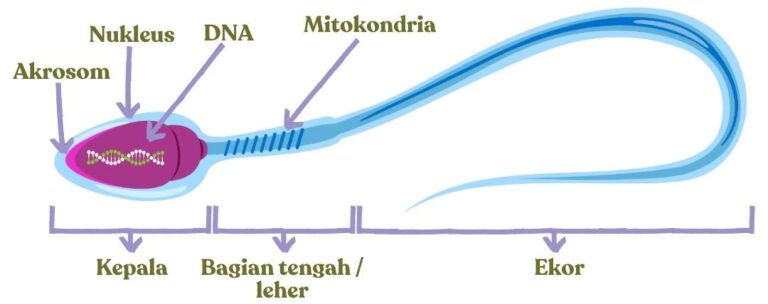 Detail Gambar Sl Sperma Dan Sl Telur Nomer 6