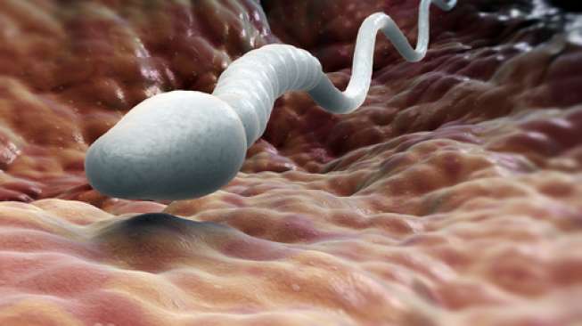 Detail Gambar Sperma Subur Nomer 19