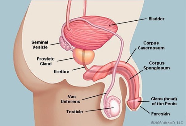 Detail Gambar Sperma Tidak Sehat Nomer 41