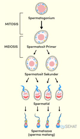 Detail Gambar Spermatogenesis Dan Keterangannya Nomer 2