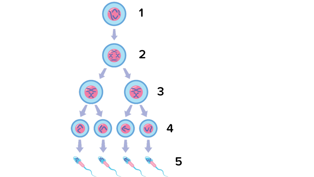 Detail Gambar Spermatogenesis Dan Keterangannya Nomer 25