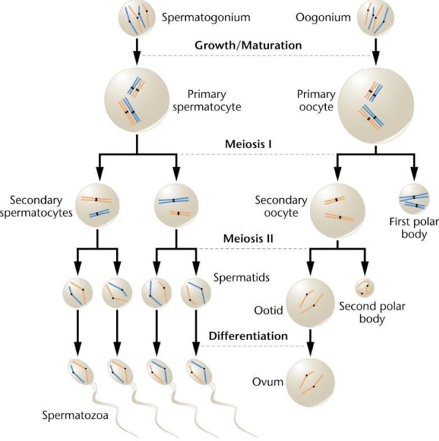 Detail Gambar Spermatogenesis Dan Keterangannya Nomer 26