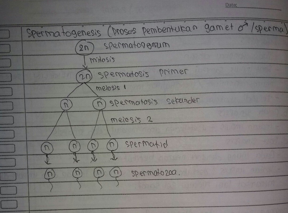 Detail Gambar Spermatogenesis Dan Keterangannya Nomer 27