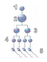 Detail Gambar Spermatogenesis Dan Keterangannya Nomer 30