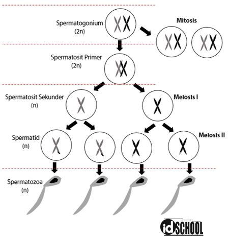 Detail Gambar Spermatogenesis Dan Keterangannya Nomer 31