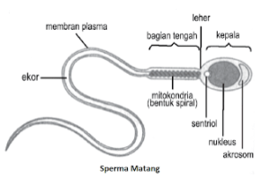 Detail Gambar Spermatogenesis Dan Keterangannya Nomer 35