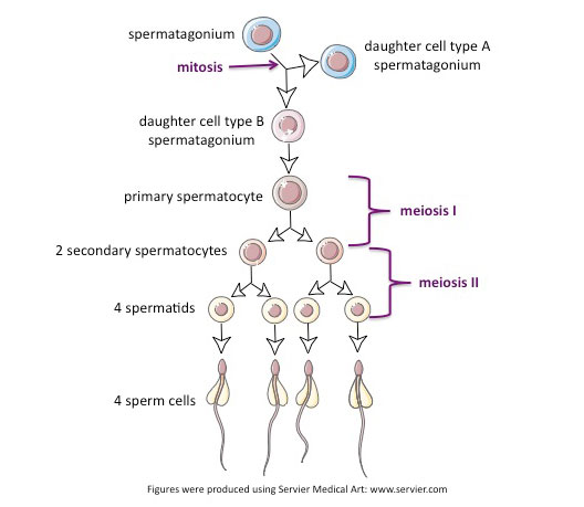 Detail Gambar Spermatogenesis Dan Keterangannya Nomer 40