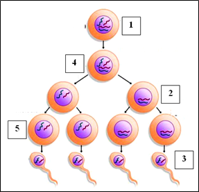 Detail Gambar Spermatogenesis Dan Keterangannya Nomer 44
