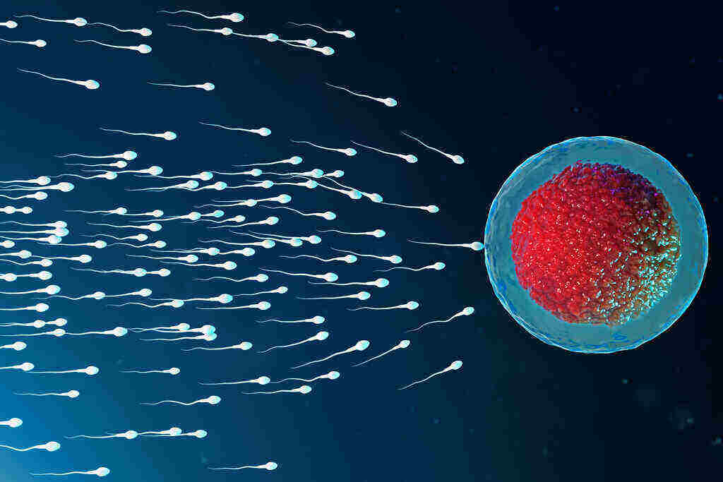 Detail Gambar Spermatogenesis Dan Keterangannya Nomer 46