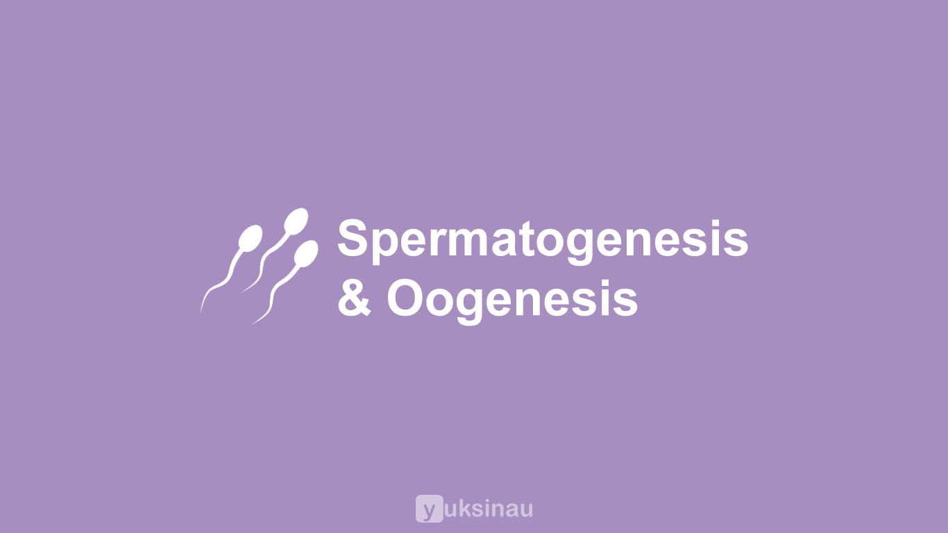 Detail Gambar Spermatogenesis Dan Keterangannya Nomer 55