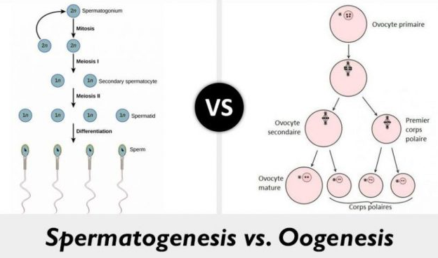 Detail Gambar Spermatogenesis Dan Keterangannya Nomer 7