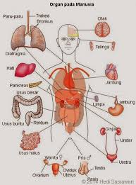 Detail Gambar Srtuktur Organ Manusia Nomer 33