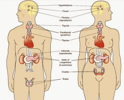 Detail Gambar Srtuktur Organ Manusia Nomer 35
