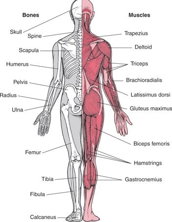 Detail Gambar Srtuktur Organ Manusia Nomer 44