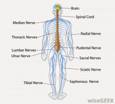Detail Gambar Ssistem Saraf Pada Manusia Nomer 14