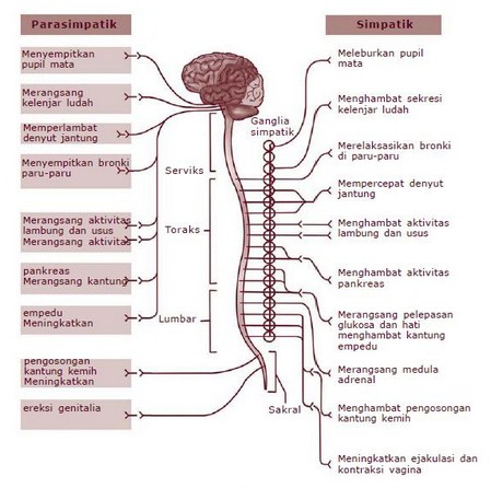 Detail Gambar Ssistem Saraf Pada Manusia Nomer 18