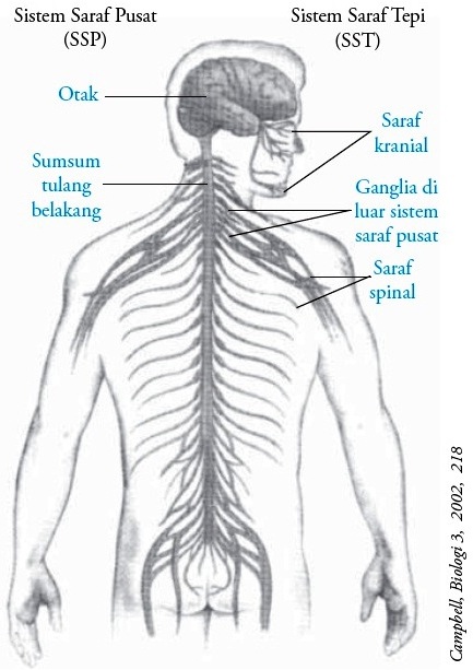 Detail Gambar Ssistem Saraf Pada Manusia Nomer 19