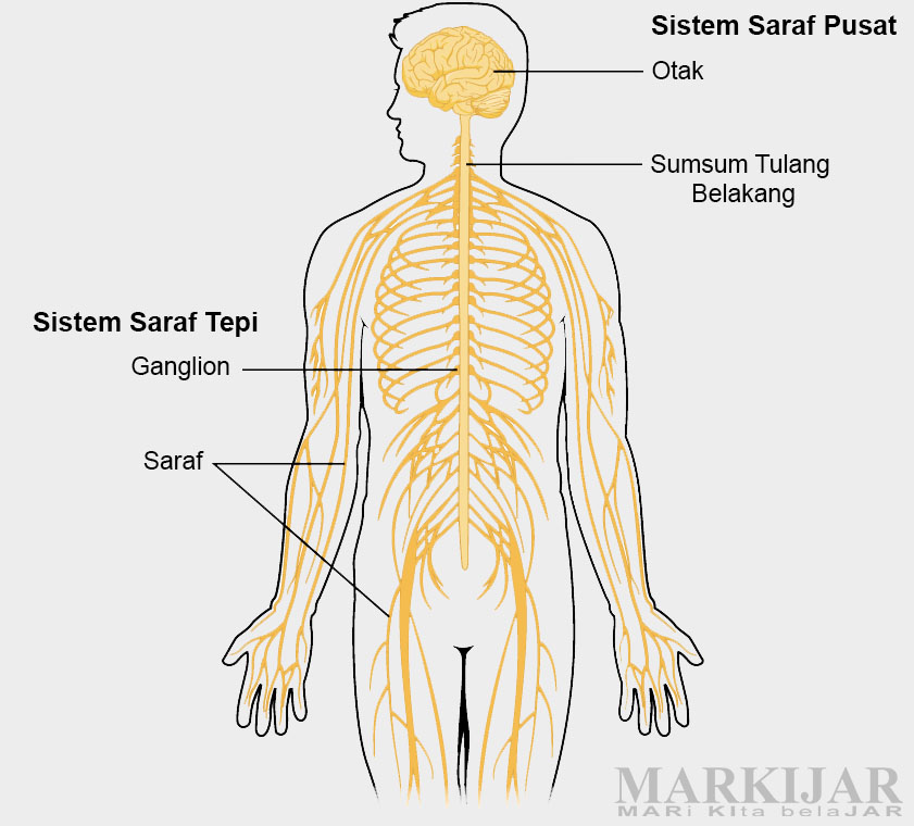 Detail Gambar Ssistem Saraf Pada Manusia Nomer 20