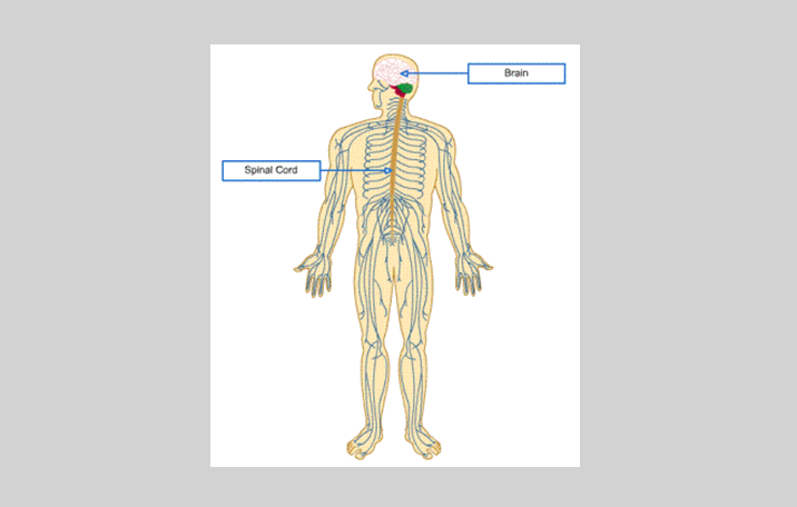 Detail Gambar Ssistem Saraf Pada Manusia Nomer 25