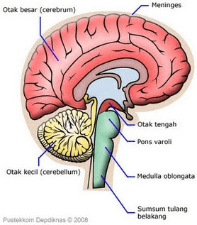 Detail Gambar Ssistem Saraf Pada Manusia Nomer 27