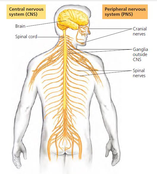 Detail Gambar Ssistem Saraf Pada Manusia Nomer 36