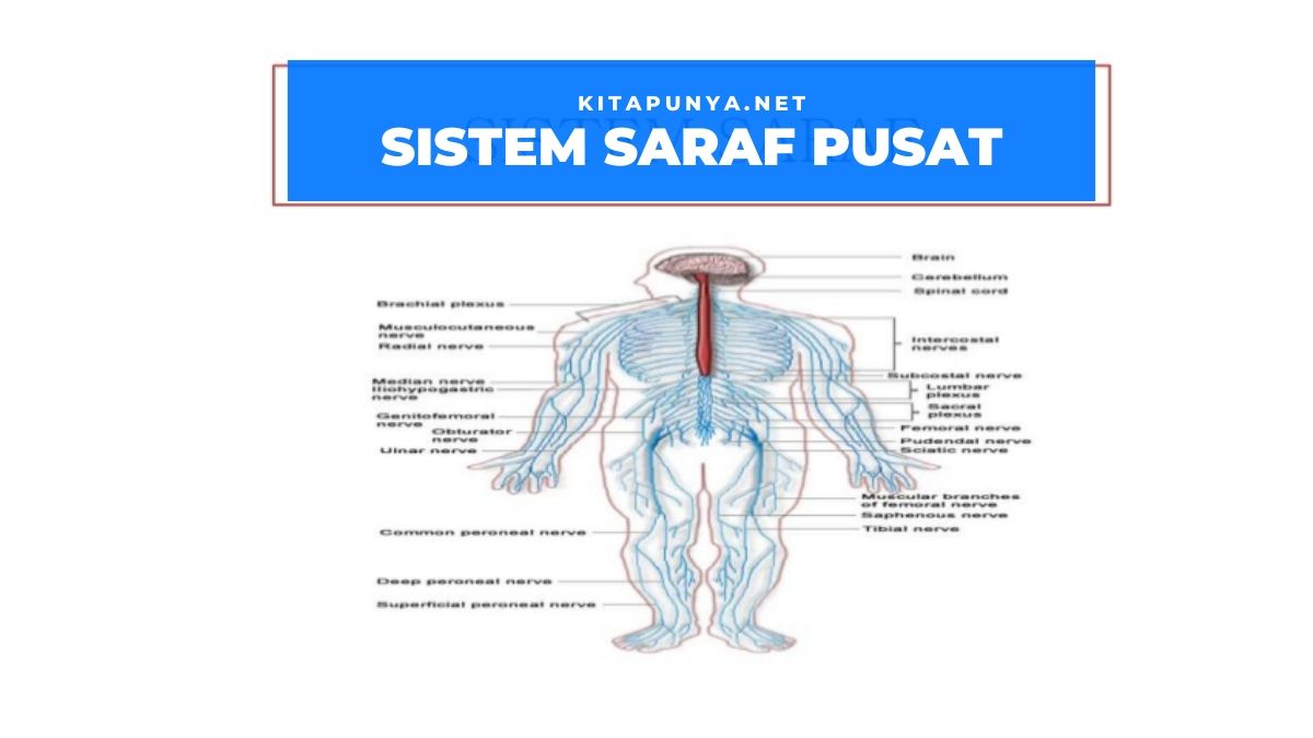 Detail Gambar Ssistem Saraf Pada Manusia Nomer 41