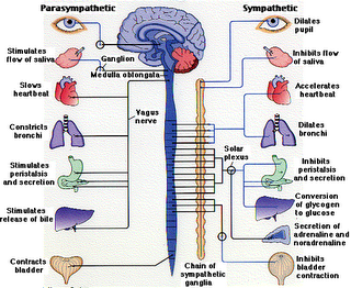 Detail Gambar Ssistem Saraf Pada Manusia Nomer 5