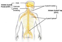 Detail Gambar Ssistem Saraf Pada Manusia Nomer 51