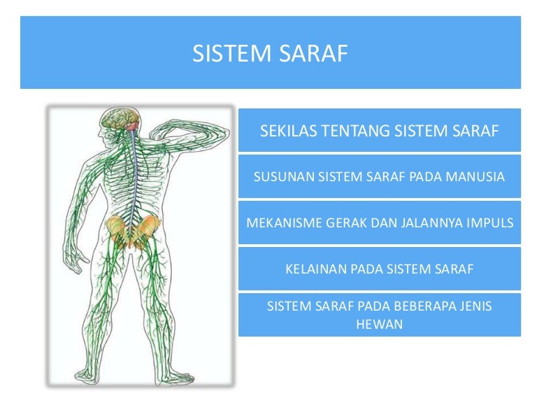 Detail Gambar Ssistem Saraf Pada Manusia Nomer 52