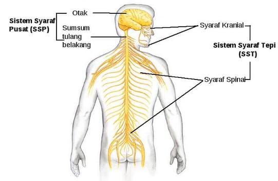 Detail Gambar Ssistem Saraf Pada Manusia Nomer 6