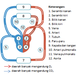 Detail Gambar Struk Peredaran Darah Manusia Nomer 8