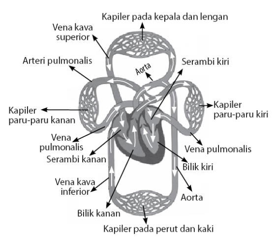 Detail Gambar Struk Peredaran Darah Manusia Nomer 14