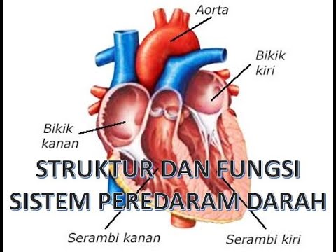 Detail Gambar Struk Peredaran Darah Manusia Nomer 15