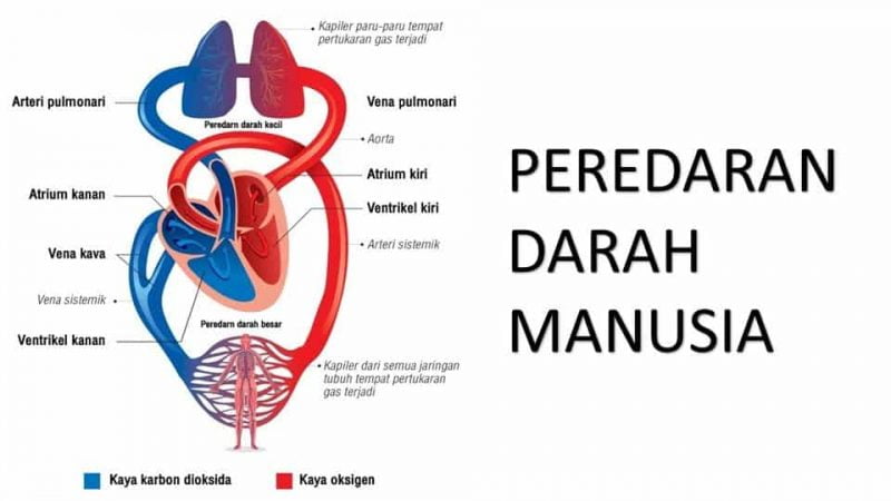 Gambar Struk Peredaran Darah Manusia - KibrisPDR
