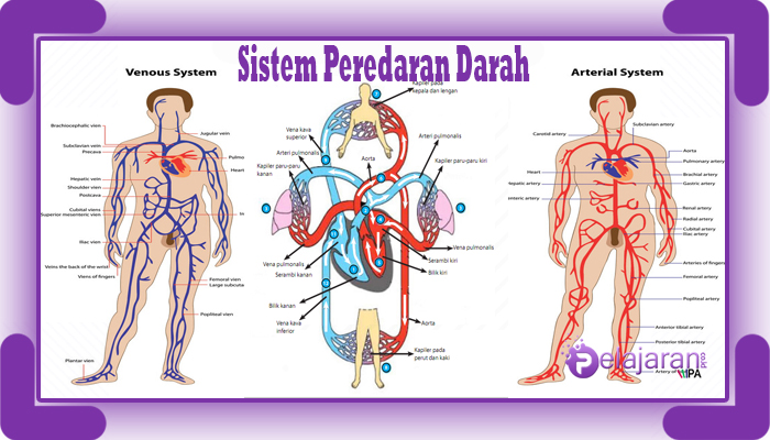 Detail Gambar Struk Peredaran Darah Manusia Nomer 16