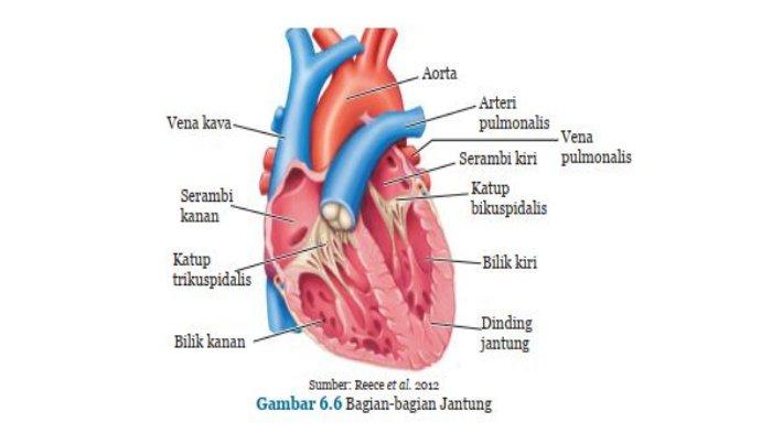 Detail Gambar Struk Peredaran Darah Manusia Nomer 17
