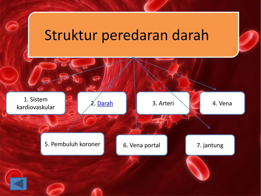 Detail Gambar Struk Peredaran Darah Manusia Nomer 19