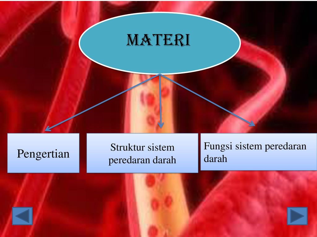 Detail Gambar Struk Peredaran Darah Manusia Nomer 21