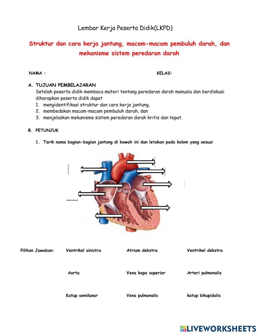 Detail Gambar Struk Peredaran Darah Manusia Nomer 25