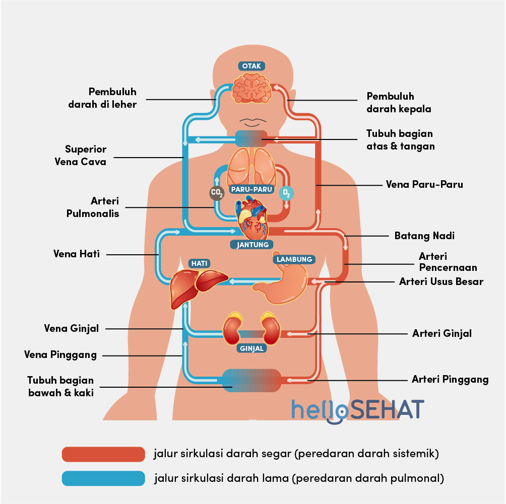 Detail Gambar Struk Peredaran Darah Manusia Nomer 26